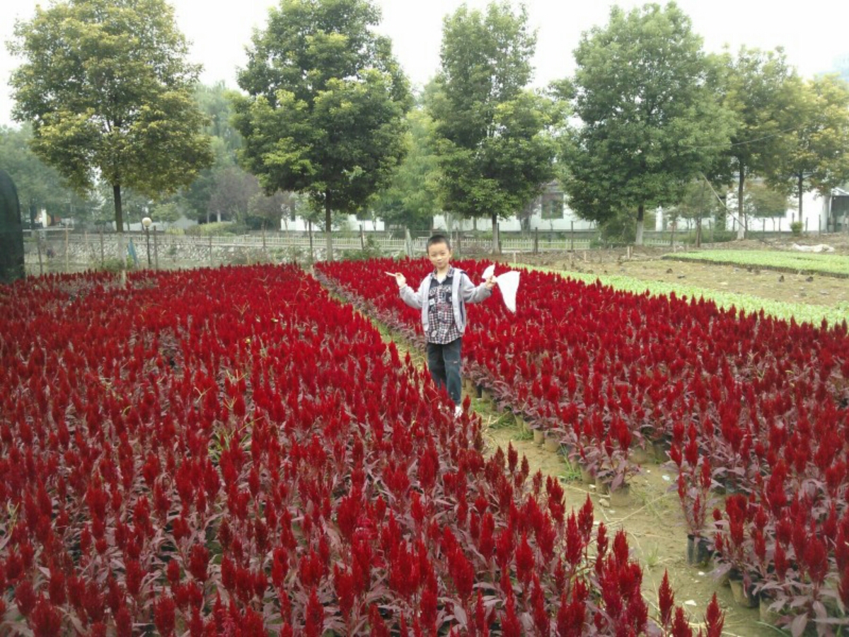 祖國(guó)的花朵