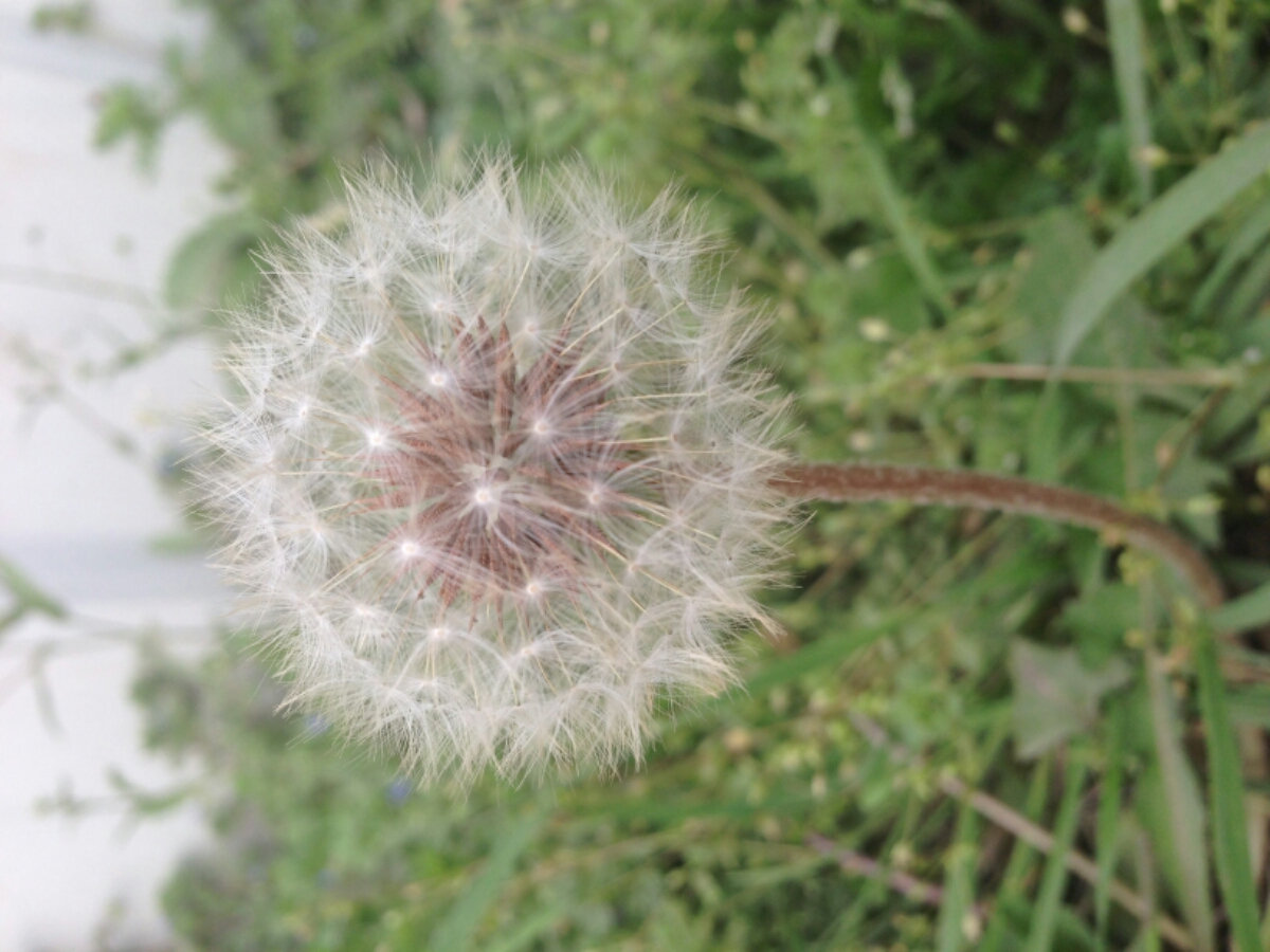 蒲公英的約定