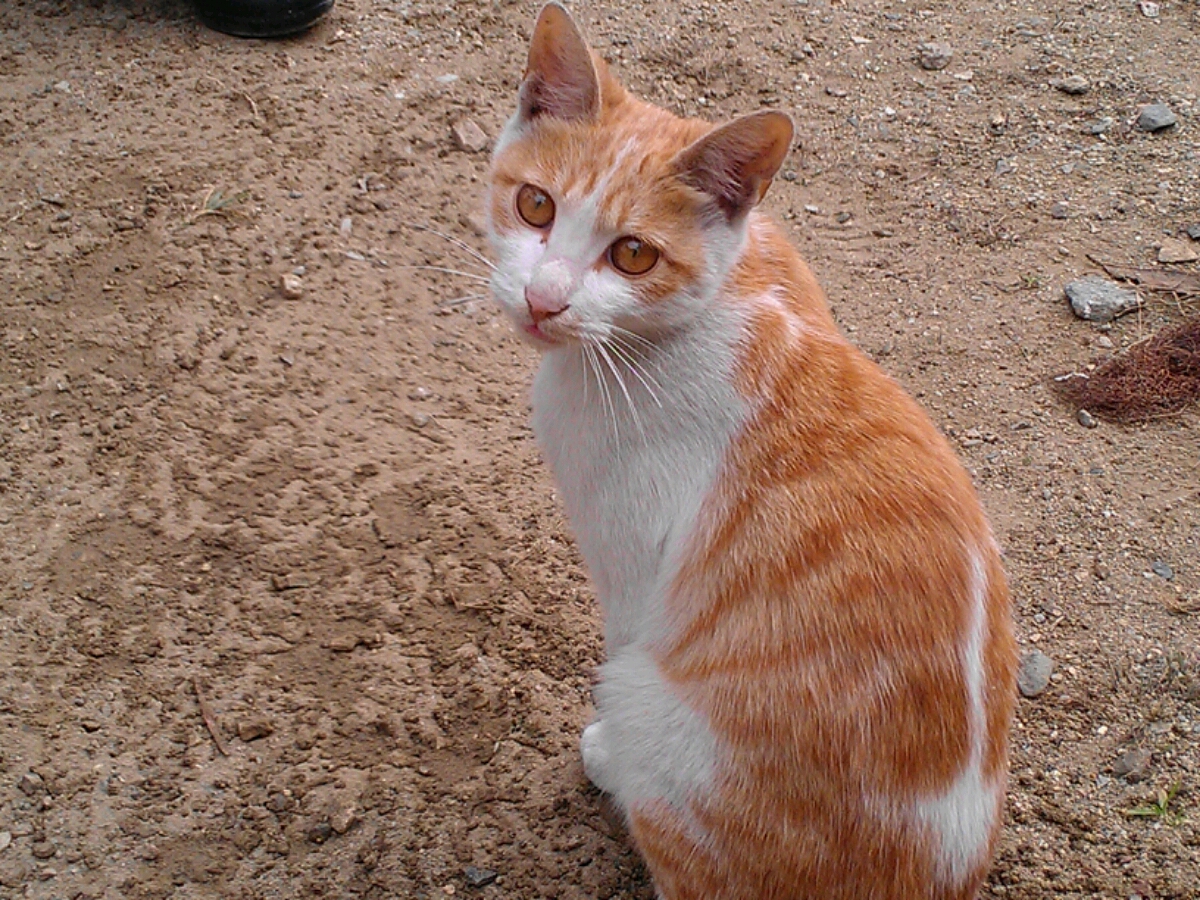小貓