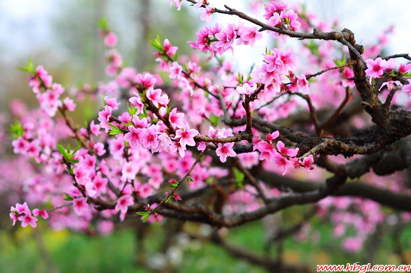 陽春三月桃花開